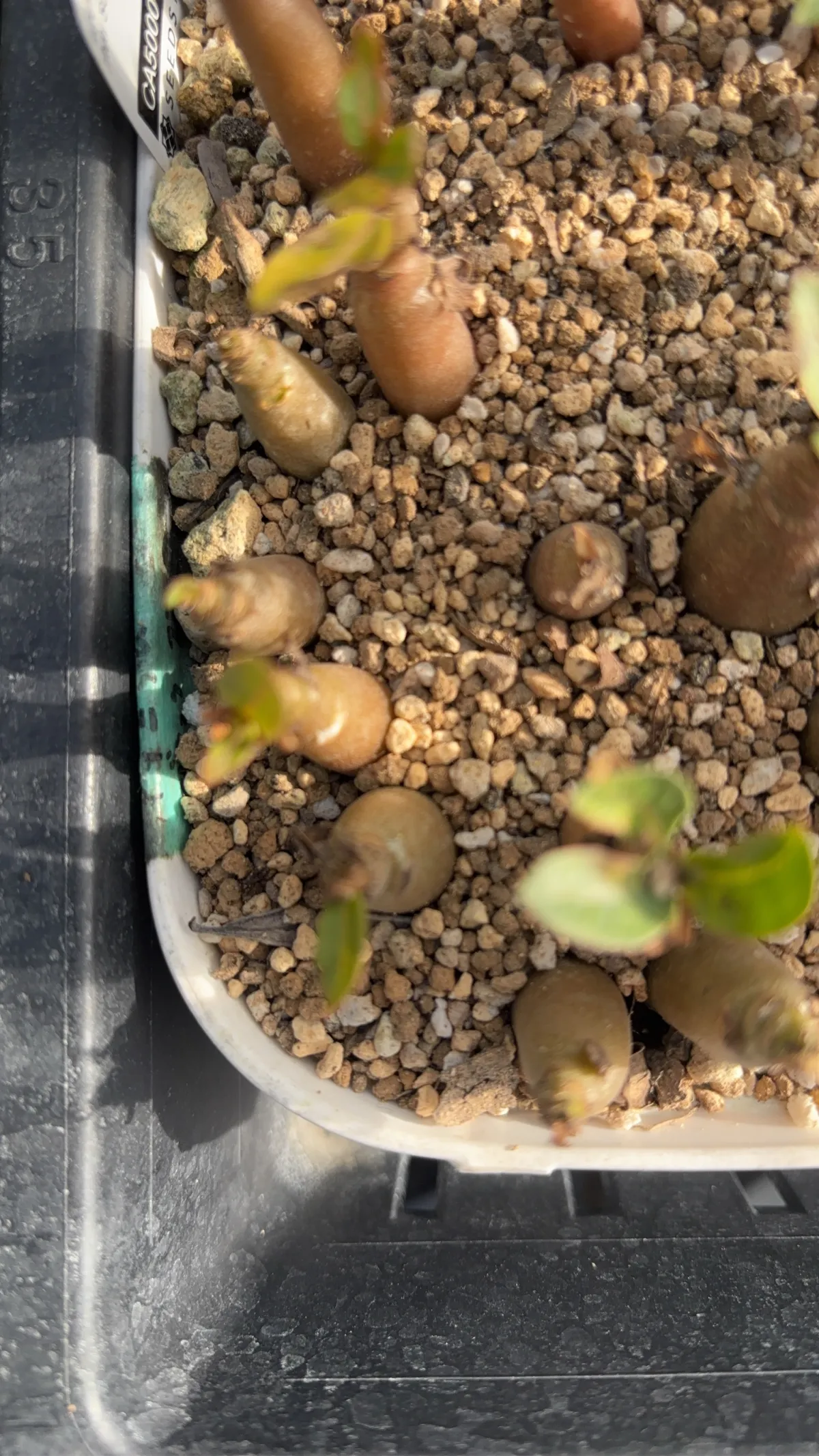 YLB Adenium arabicum Yak Lop Buri (アデニウム アラビカム)