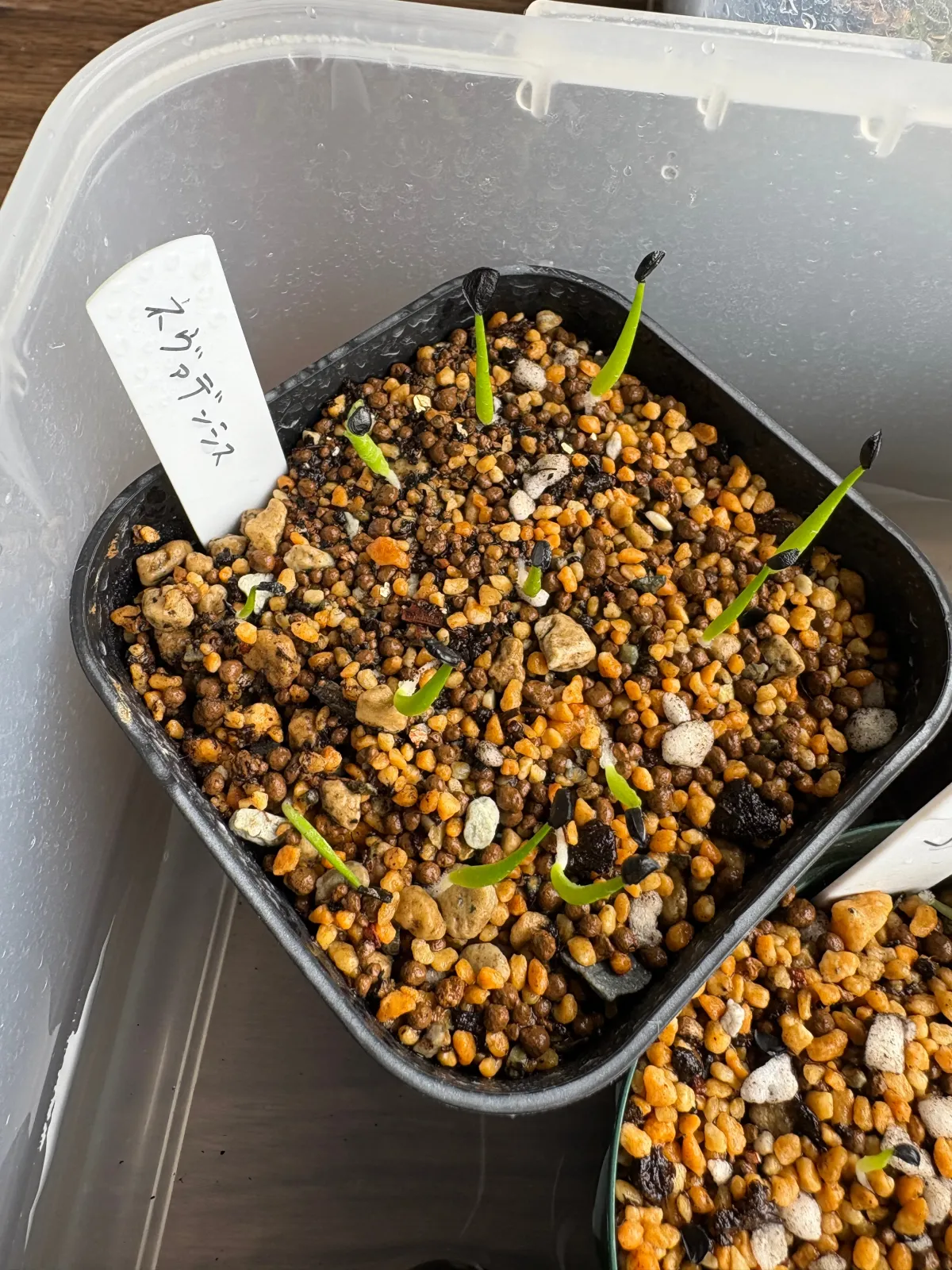 Agave utahensis nevadensis (アガベ ネヴァデンシス)