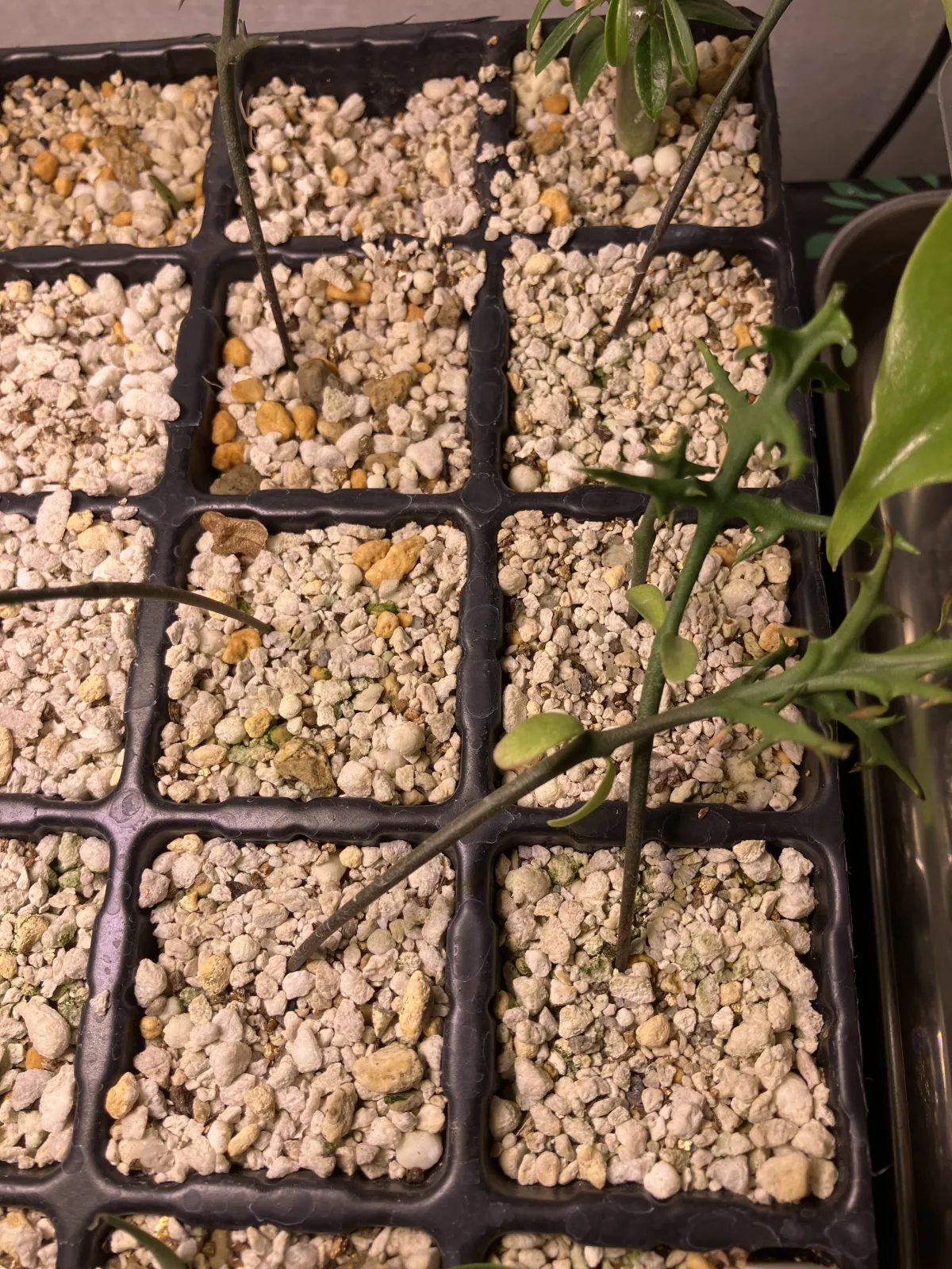 Euphorbia stenoclada (ユーフォルビア ステノクラーダ)