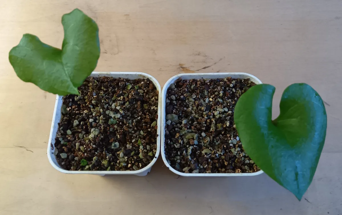 Dioscorea elephantipes (ディオスコレア エレファンティペス)