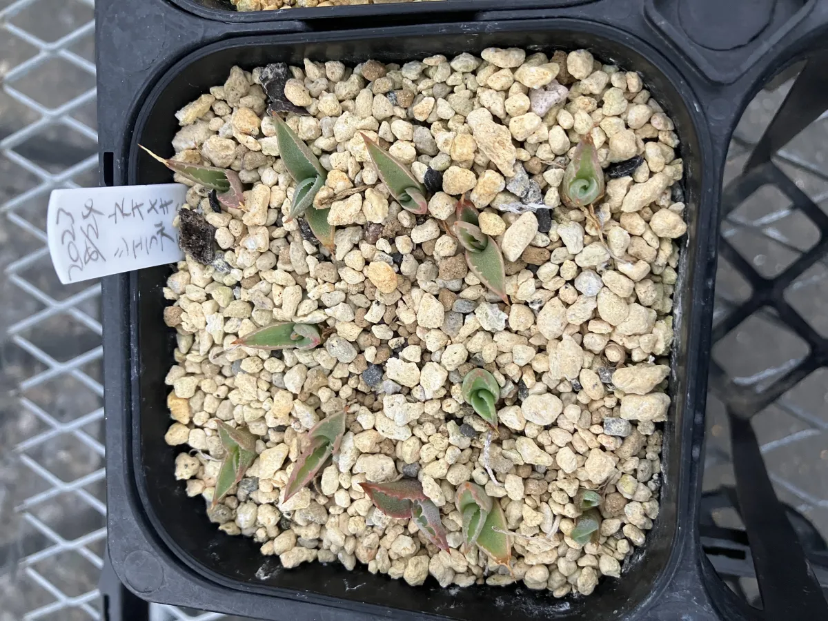 Agave parryi ssp. neomexicana Sierra Blanca (アガベ ネオメキシカーナ シエラブランカ)