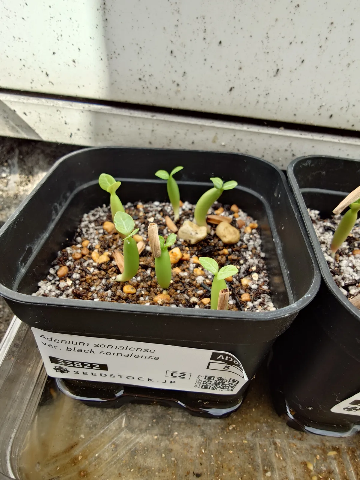 Adenium somalense var. black somalense (アデニウム ブラックソマレンセ)