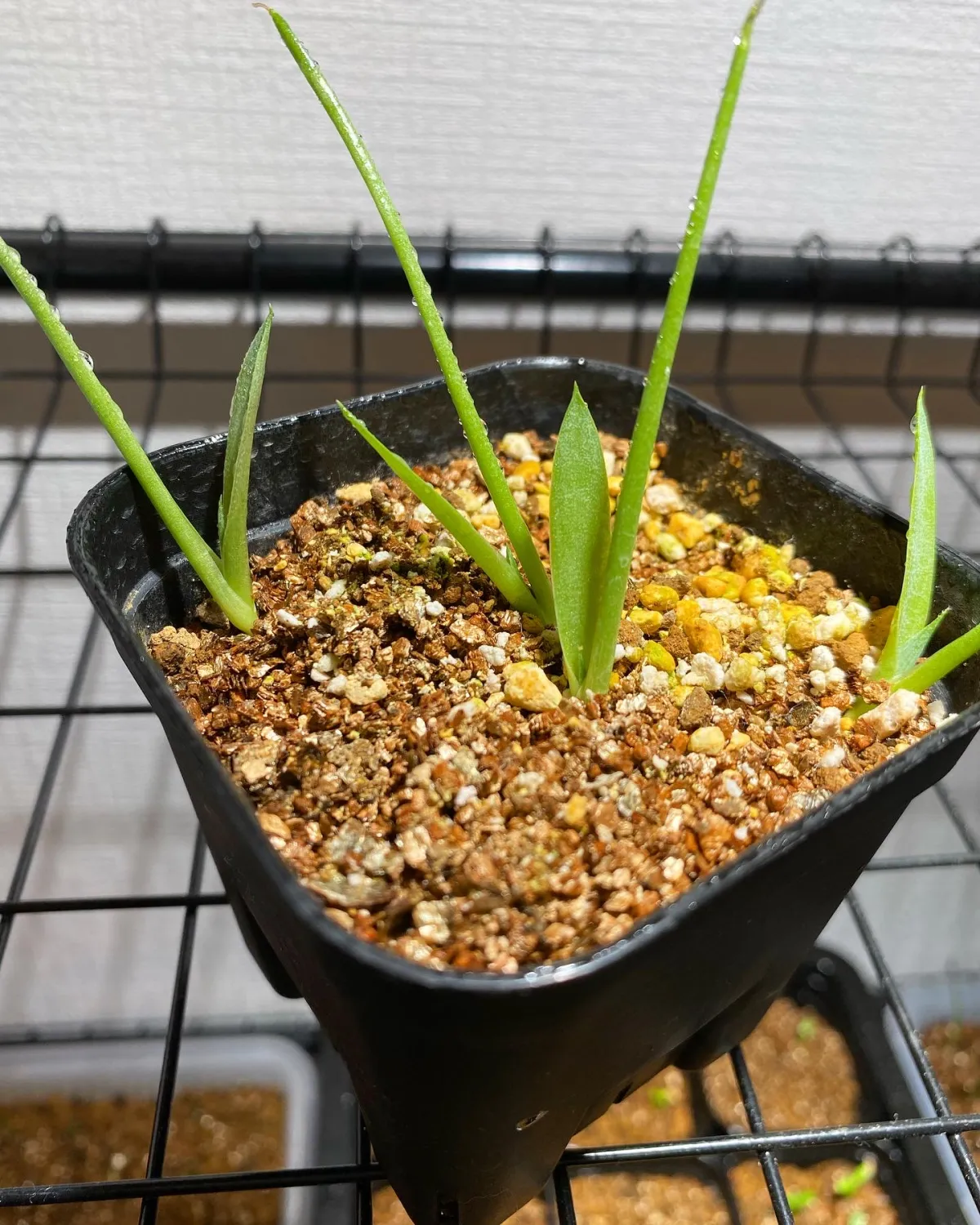 Agave parryi ssp. parryi (アガベ パリー)