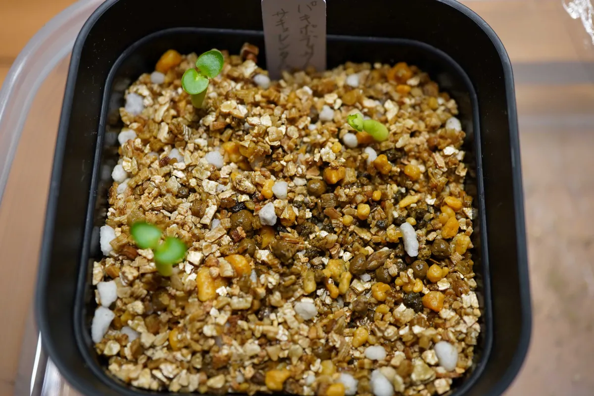 Pachypodium succulentum (パキポディウム サキュレンタム)