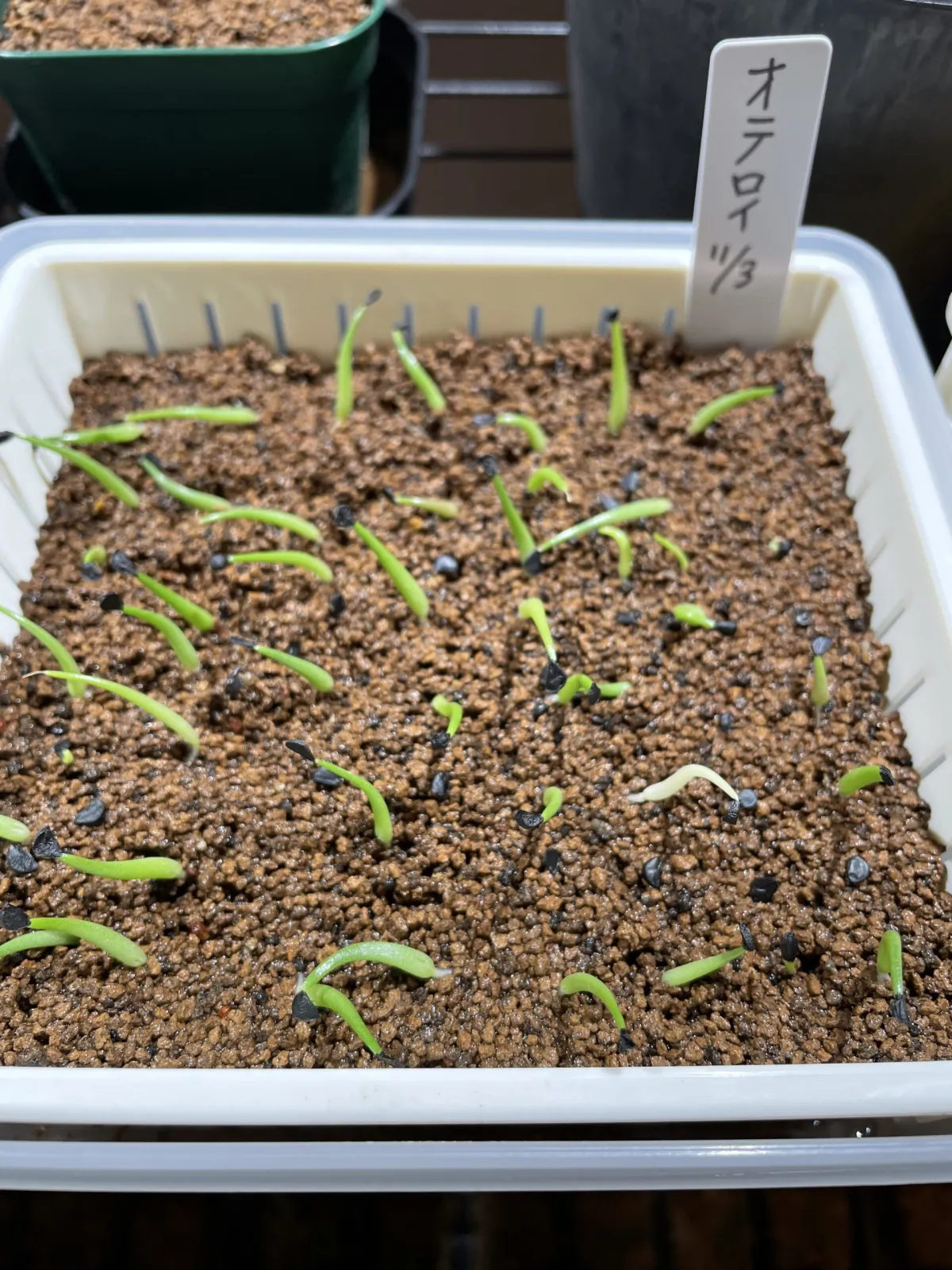 Agave oteroi Lot. (アガベ オテロイ)
