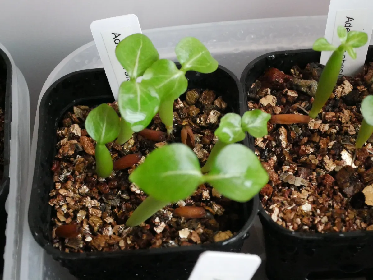 Adenium arabicum rachine (アデニウム アラビカム ラシニー)