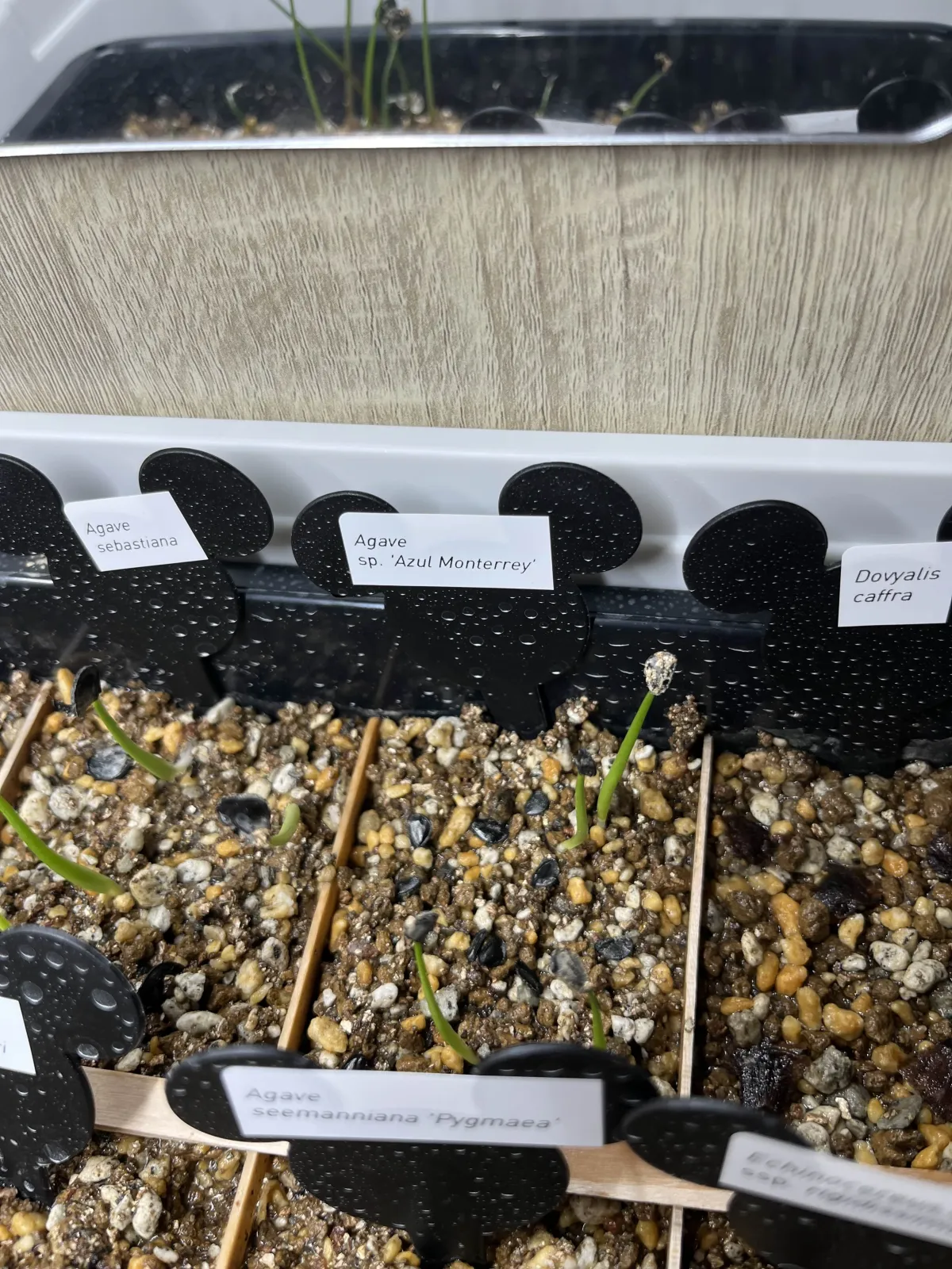 Agave sp. (アガベ アズールモントレー)