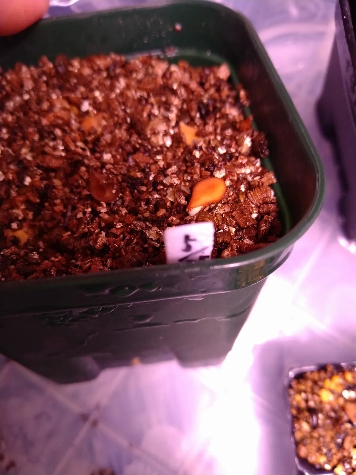 Pachypodium saundersii (パキポディウム サンデルシー)