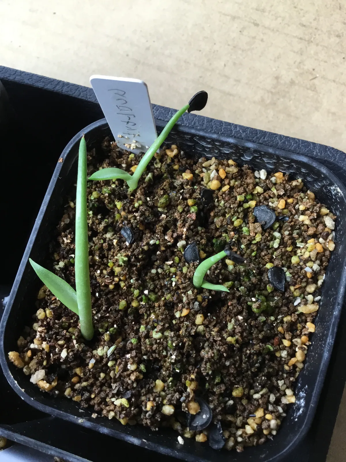 Agave macroacantha (アガベ マクロアカンサ)