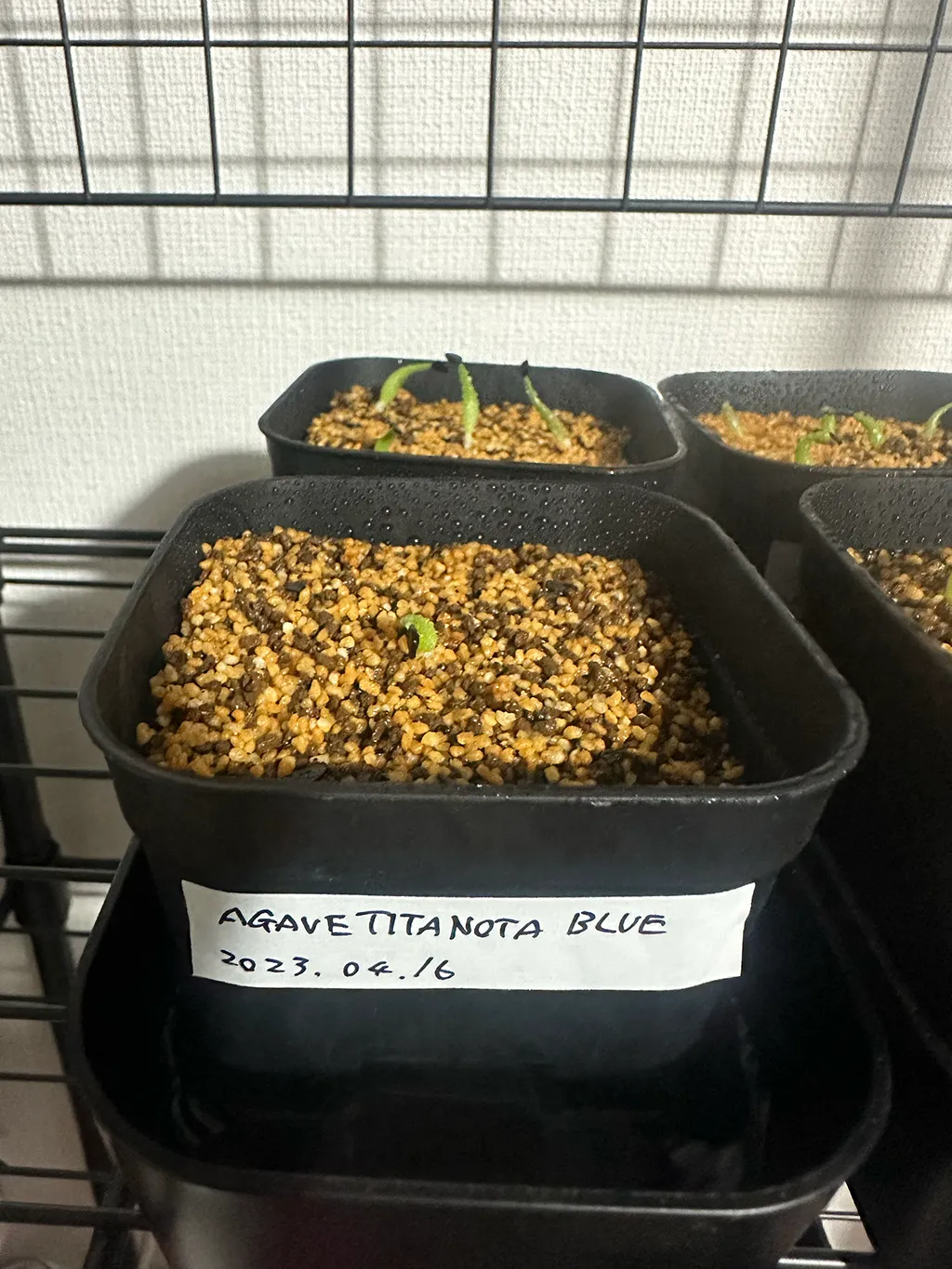 Agave titanota Blue Lot. (アガベ チタノタブルー)