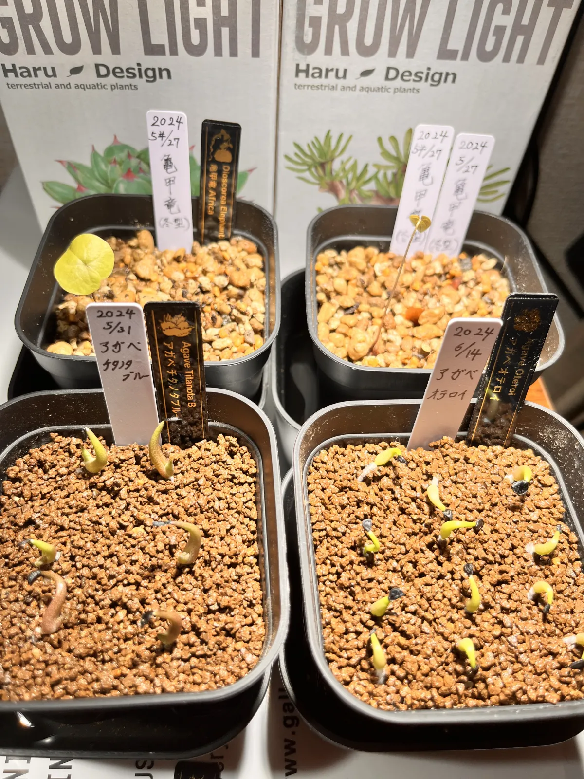 Agave oteroi Lot. (アガベ オテロイ)