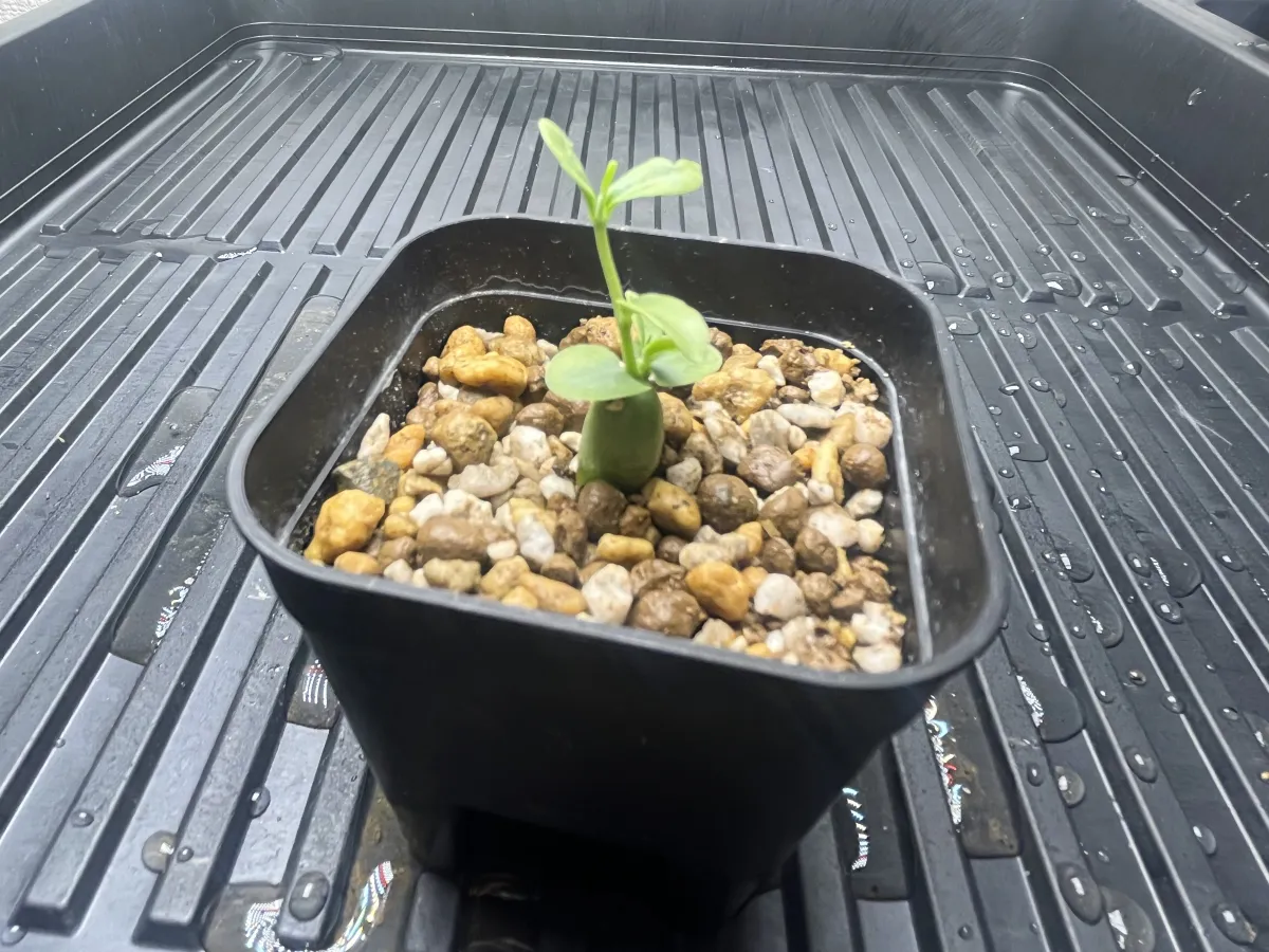 Fockea edulis (フォッケア 火星人)