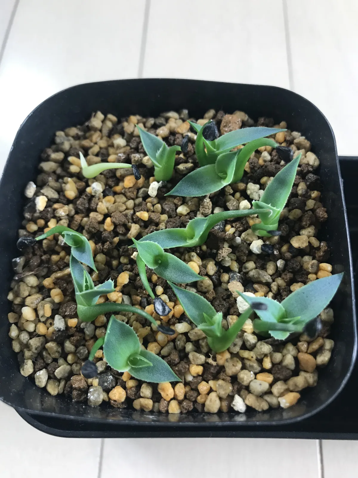Agave utahensis var. eborispina (アガベ エボリスピナ ヘイフォード)