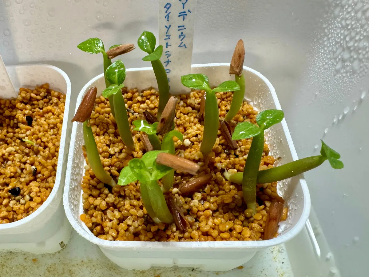 PBN Adenium thai socotranum PBN (アデニウム タイ ソコトラナム)