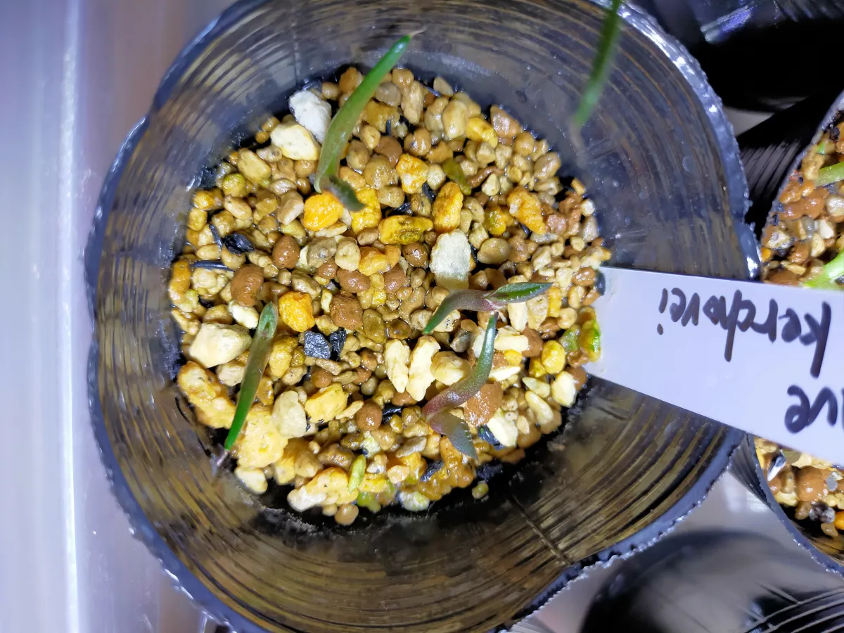 Agave kerchovei (アガベ ケルチョベイ)