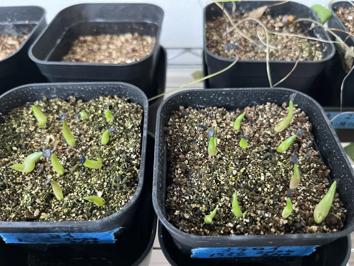 Agave oteroi Lot. (アガベ オテロイ)