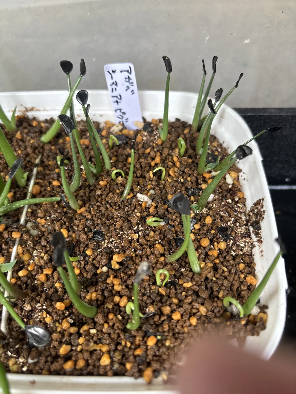 Agave seemanniana Pygmaea (アガベ ピグマエア)