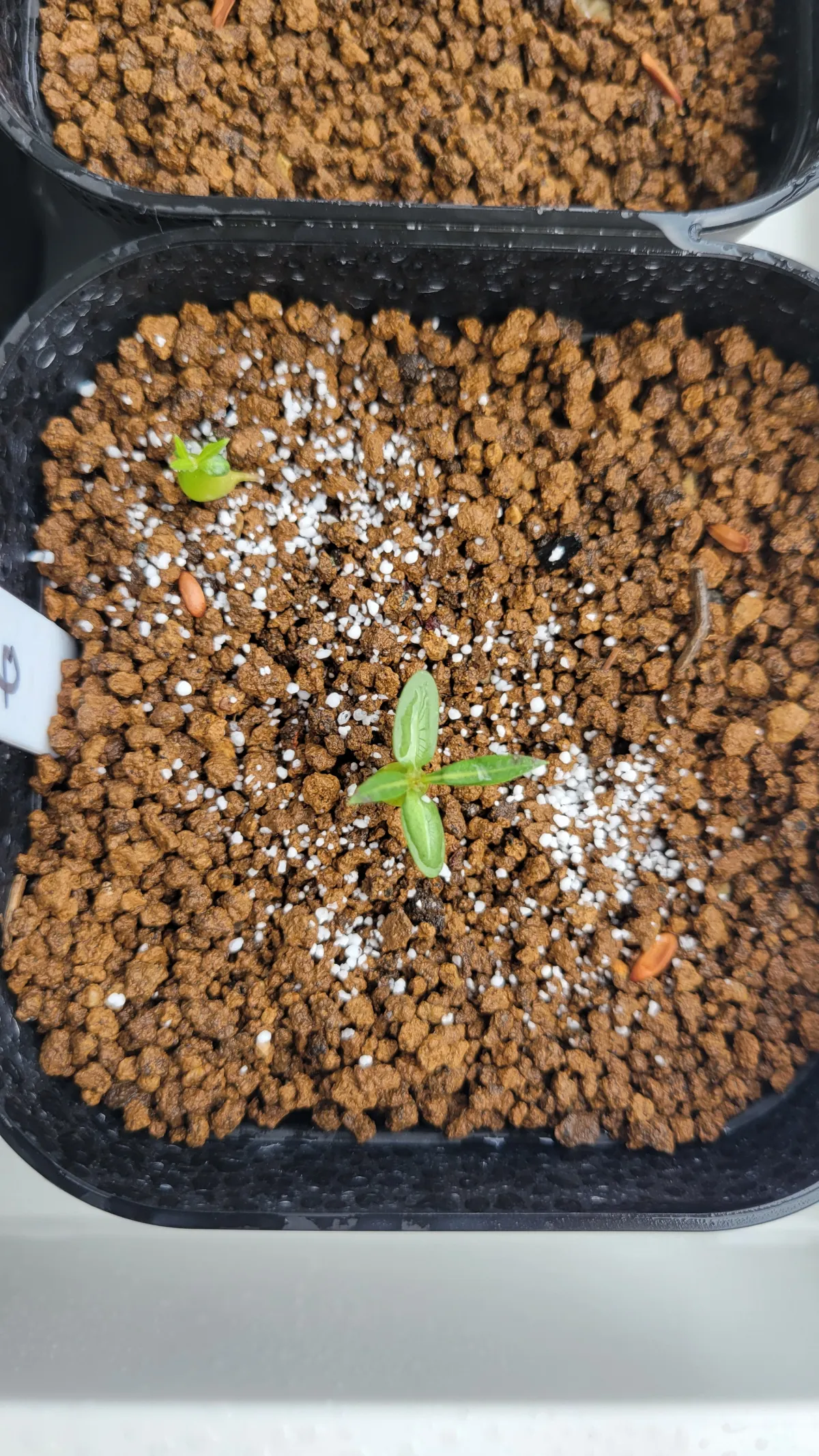 Pachypodium rosulatum ssp. makayense (パキポディウム マカイエンセ)