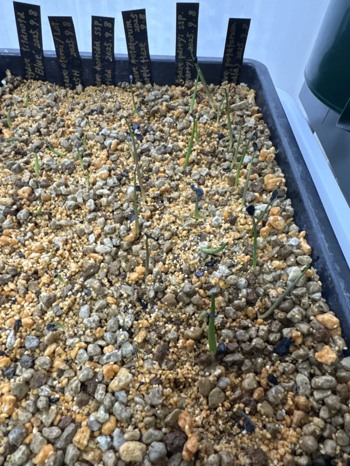 Agave potatorum (アガベ ポタトラム)