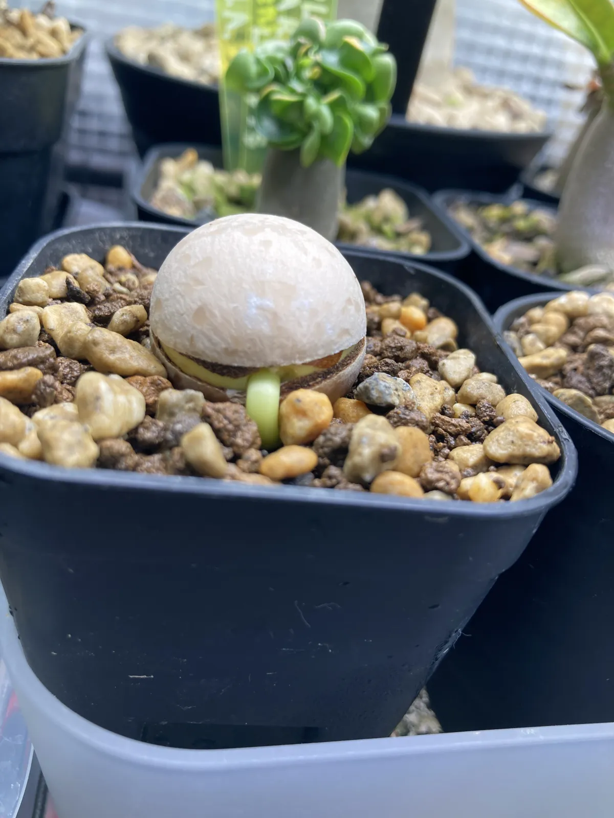 Cycas cairnsiana (サイカス カイルンシアナ)