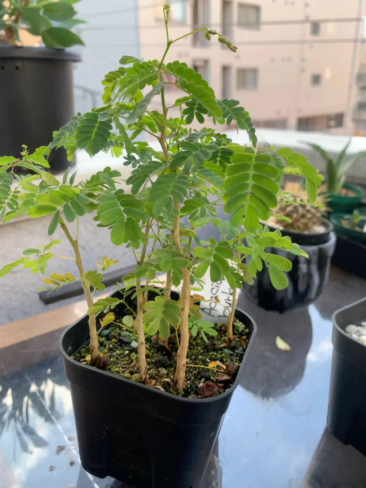 Acacia burkei (アカシア ブルケイ)