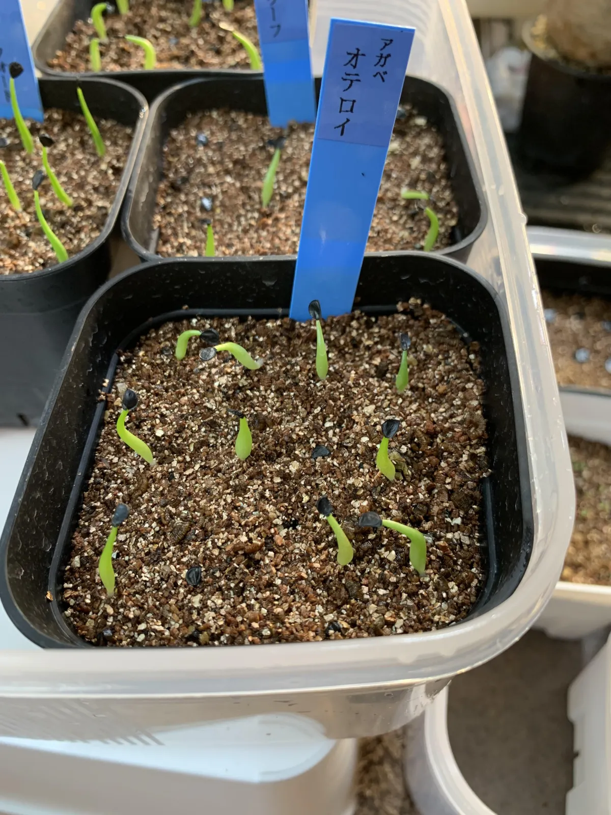 Agave oteroi Lot. (アガベ オテロイ)