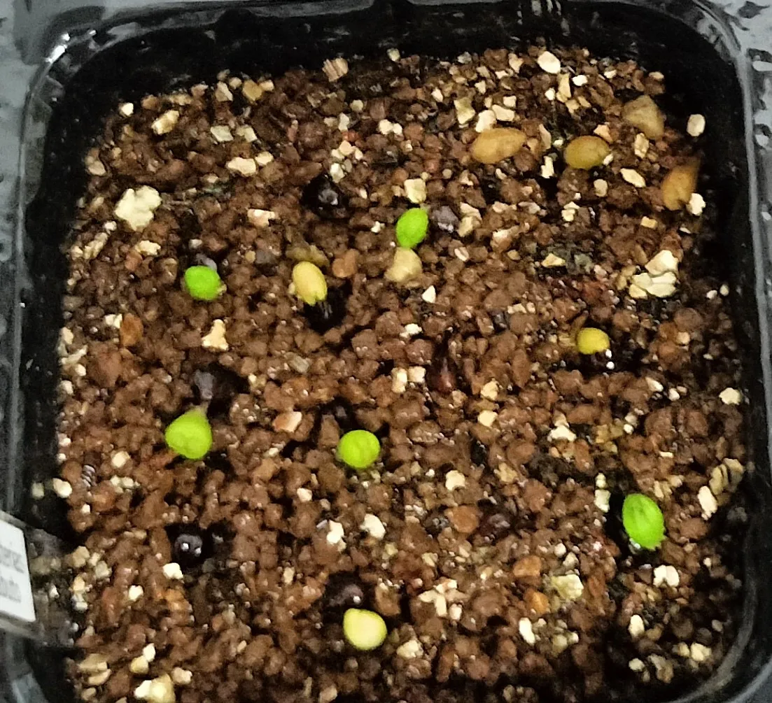Astrophytum asterias cv. Super kabuto (アストロフィツム スーパー兜)