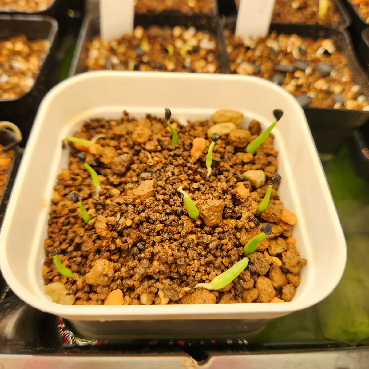 Agave utahensis var. eborispina (アガベ エボリスピナ ヘイフォード)