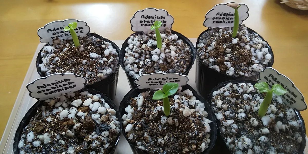 Adenium arabicum rachine (アデニウム アラビカム ラシニー)