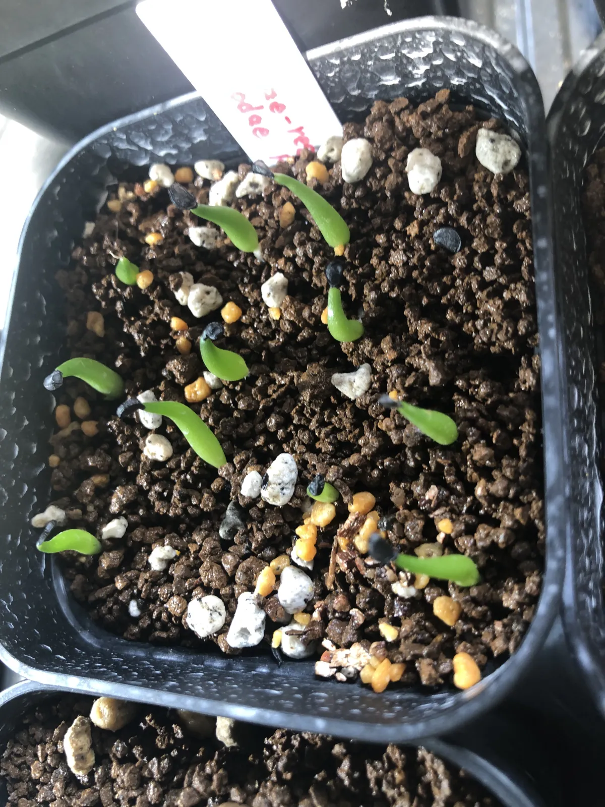 Agave victoriae-reginae ssp. victoriae-reginae (アガベ ビクトリアレジーナエ 笹の雪)