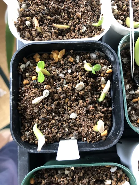 Adenium obesum (アデニウム オベスム)