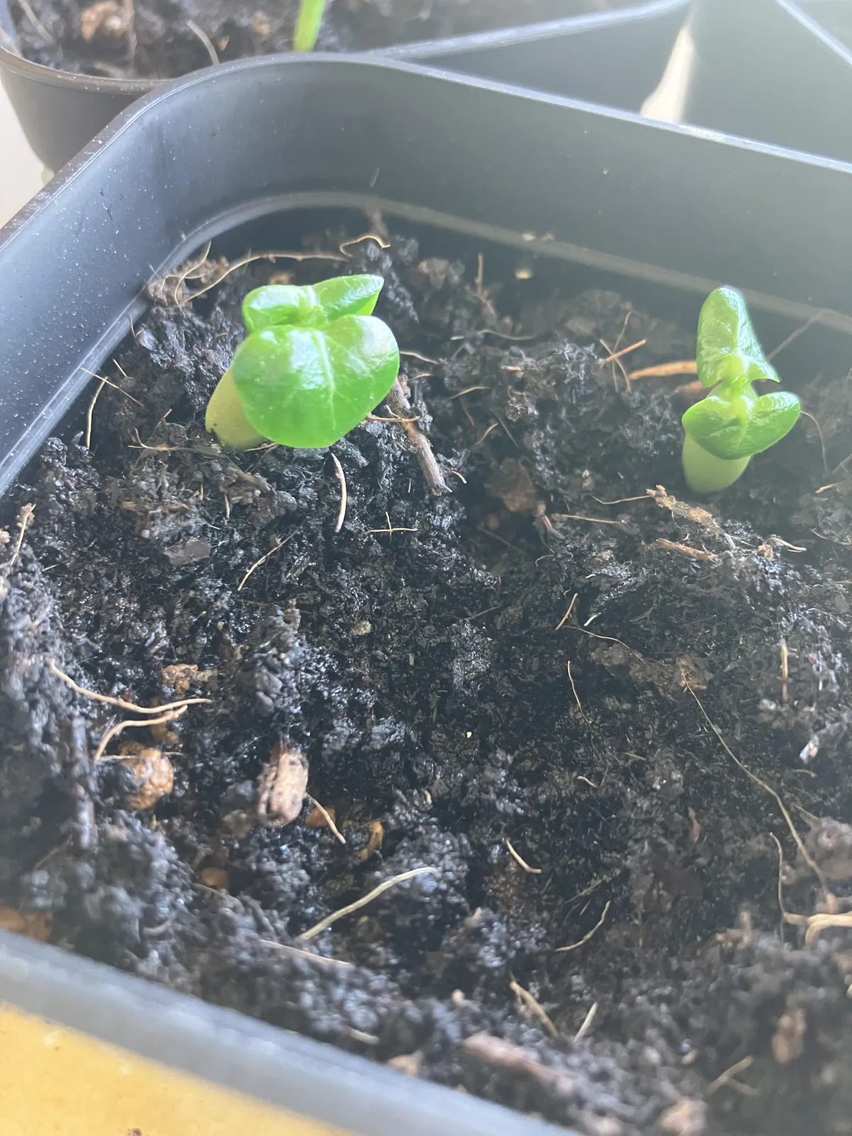 DHA Adenium thai socotranum DHA (アデニウム)
