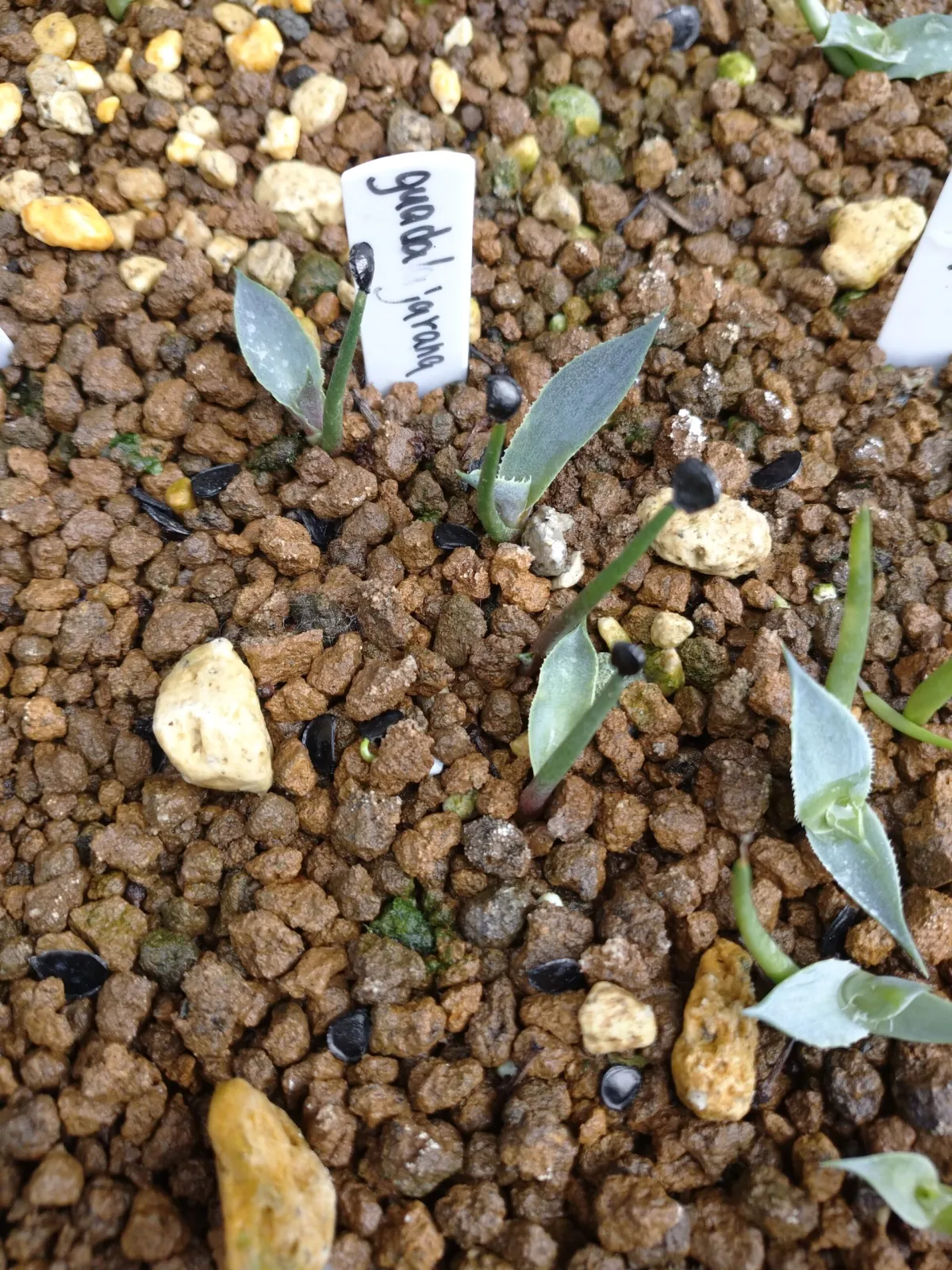 Agave guadalajarana (アガベ グアダラハラナ)