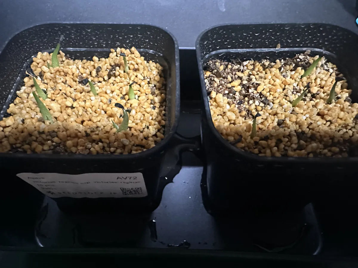 Agave victoriae-reginae ssp. victoriae-reginae (アガベ ビクトリアレジーナエ 笹の雪)