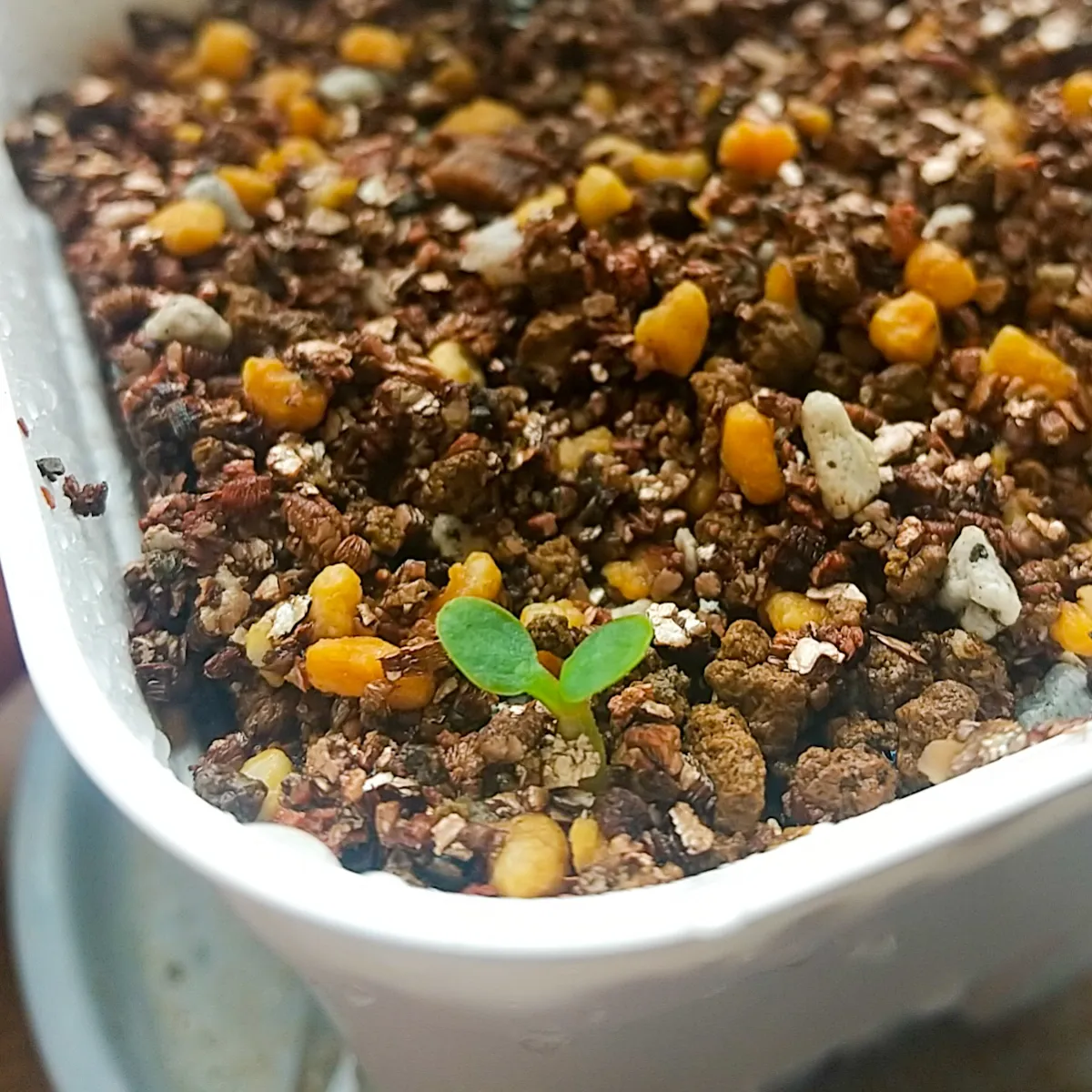 Euphorbia begardii (ユーフォルビア ベガルディ)
