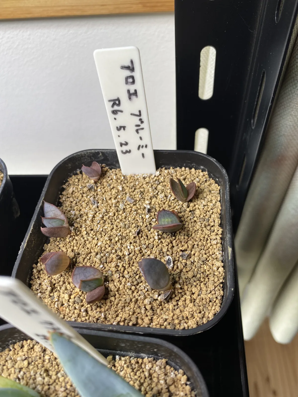 Aloe broomii (アロエ ブルーミー)