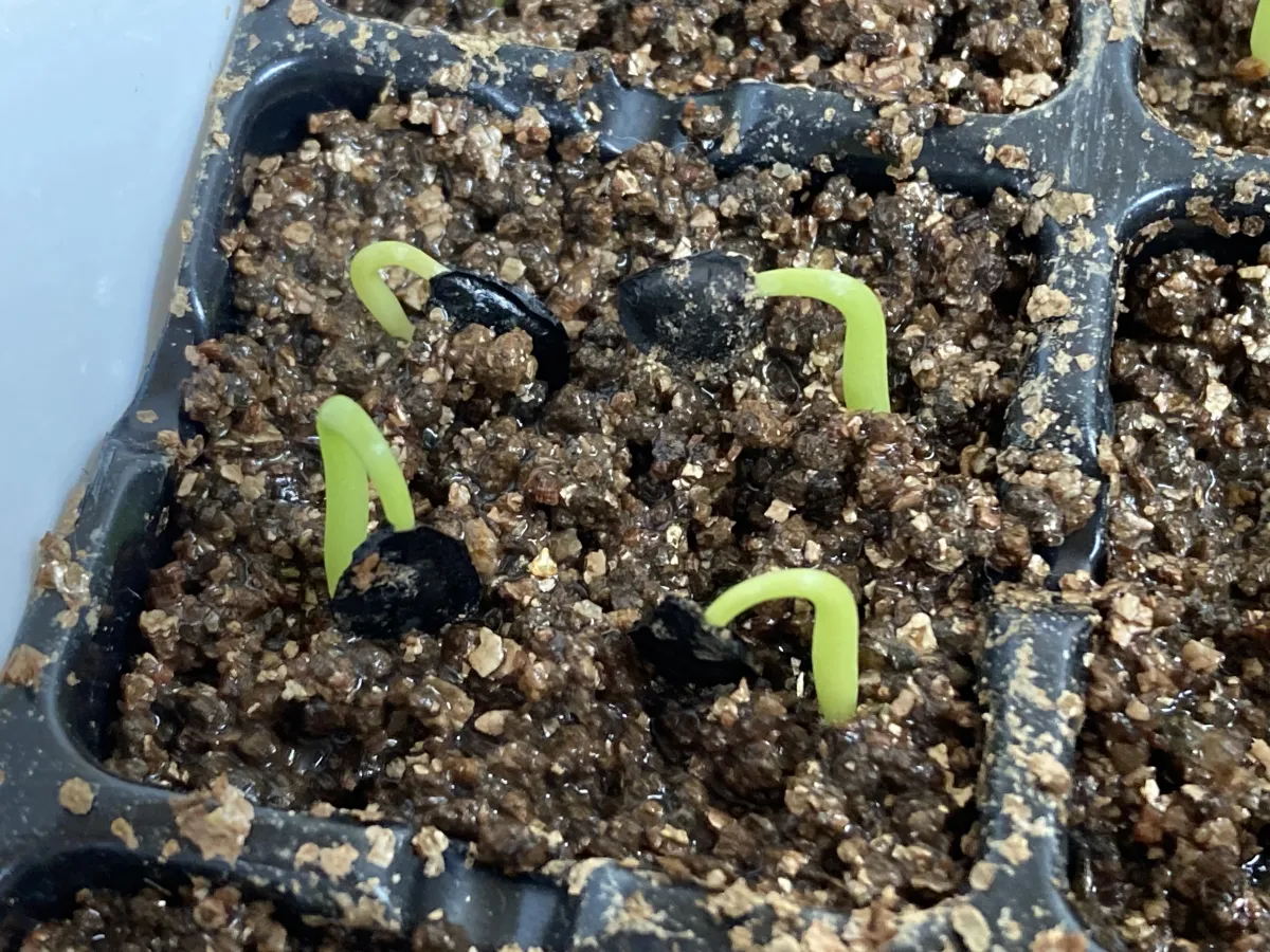 Agave salmiana ssp. salmiana (アガベ サルミアナ)
