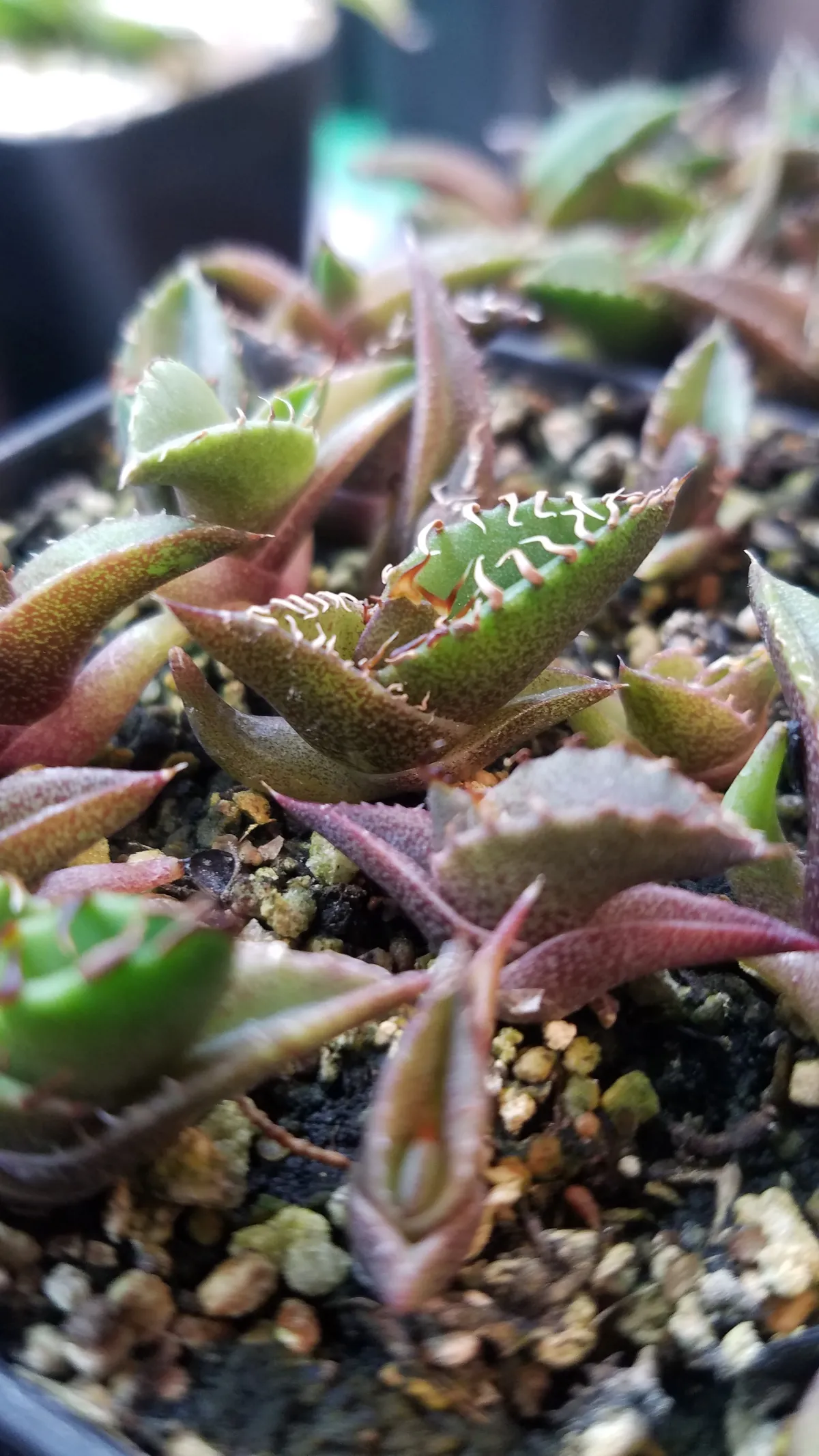 Agave oteroi Lot. (アガベ オテロイ)