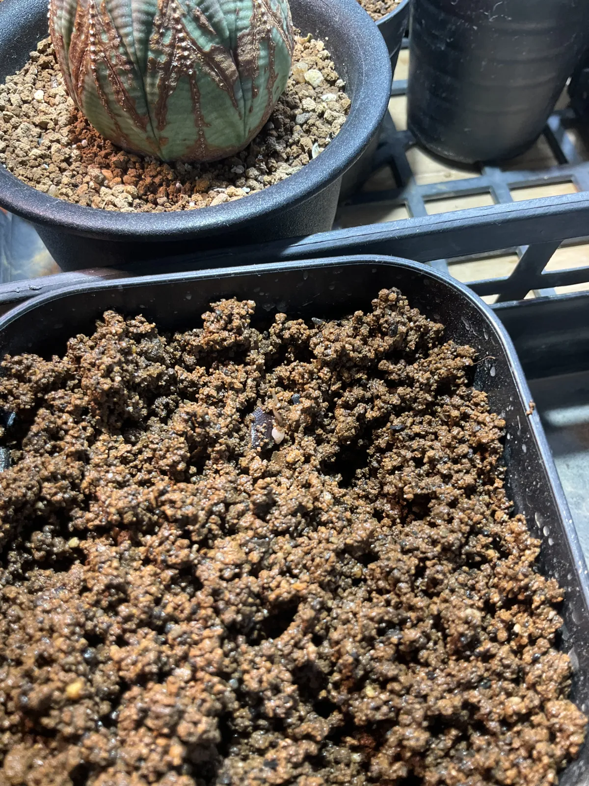 Dioscorea elephantipes ([チャレンジ種子] 亀甲竜)