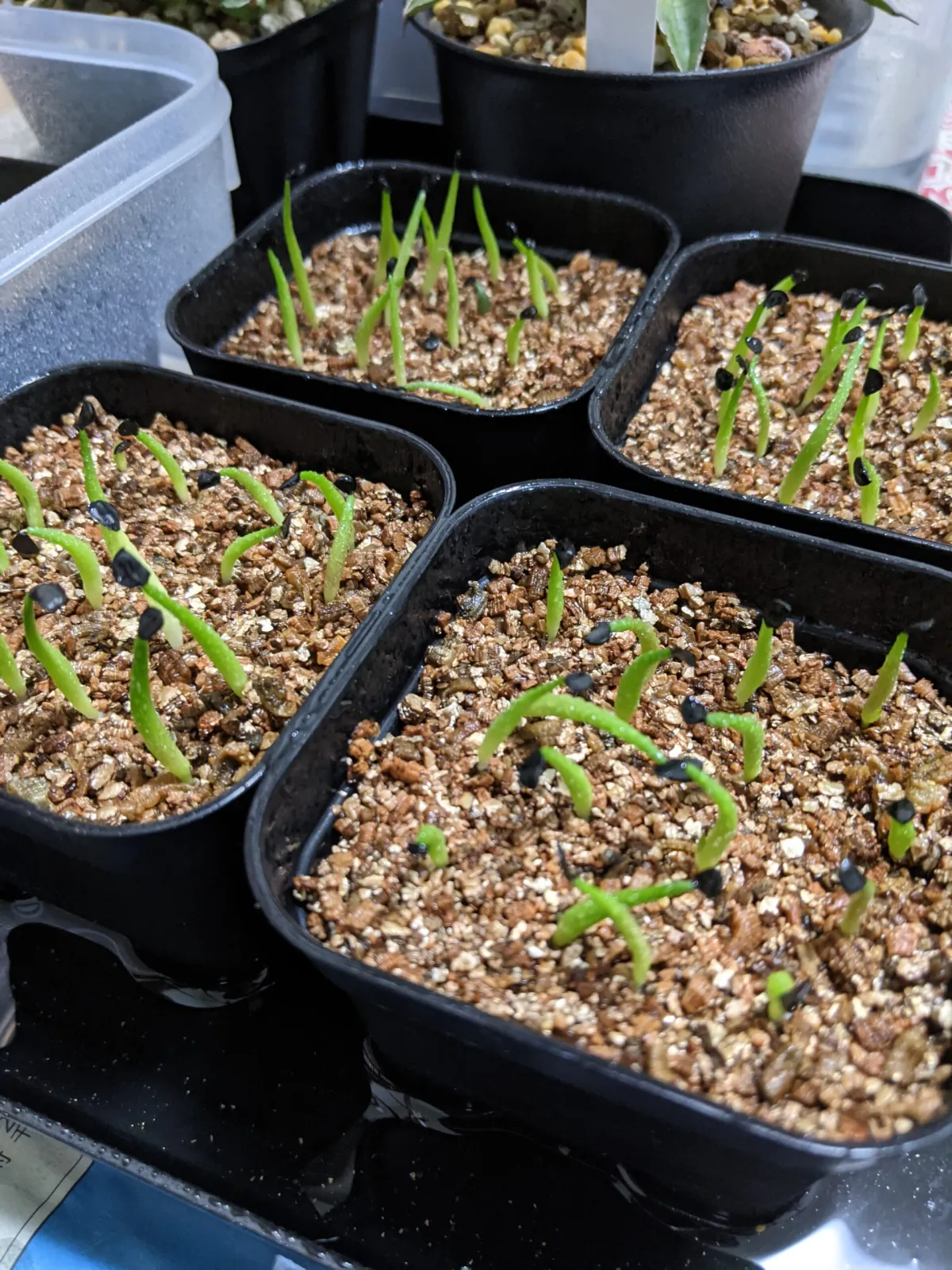 Agave titanota Blue Lot. (アガベ チタノタブルー)