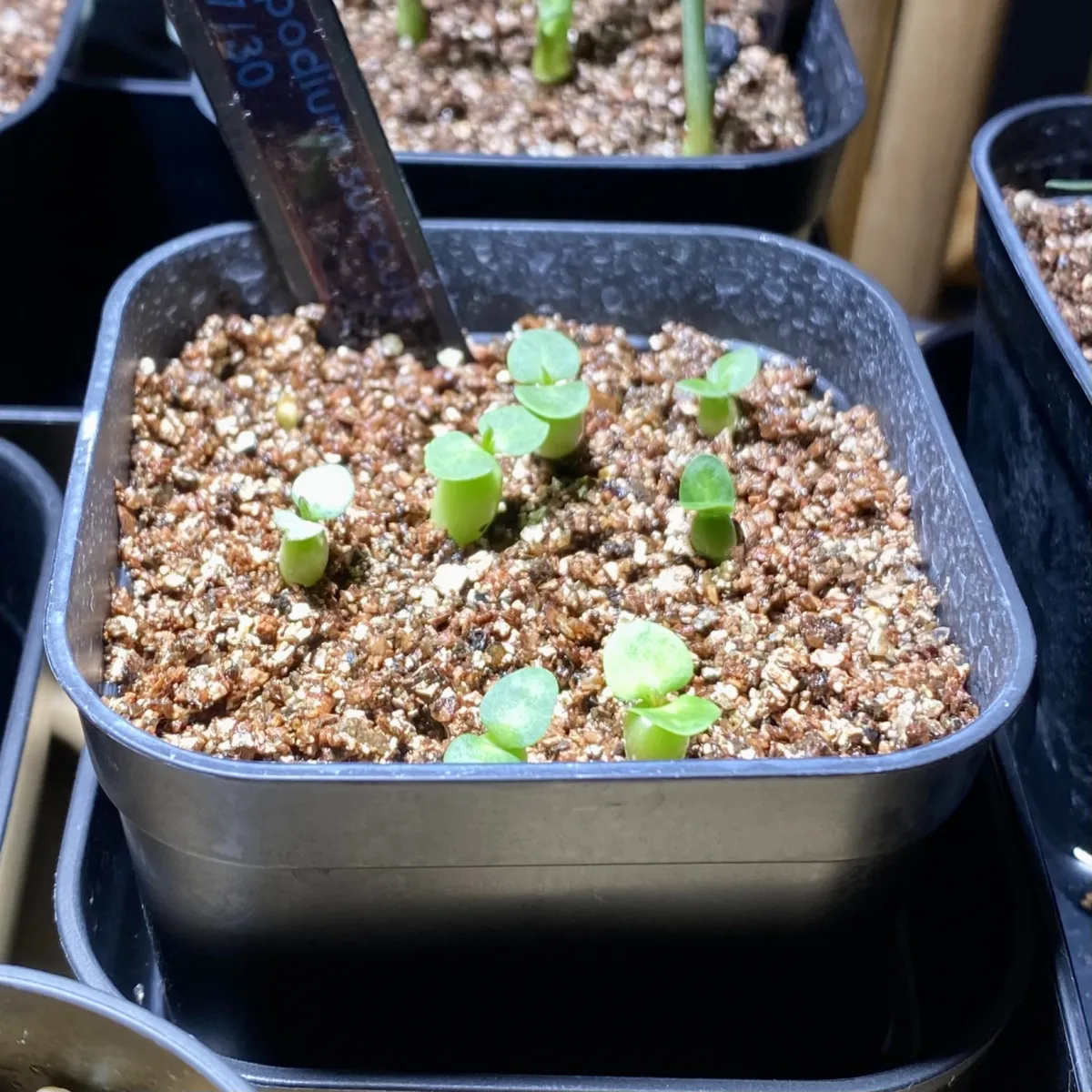 Pachypodium succulentum (パキポディウム サキュレンタム)