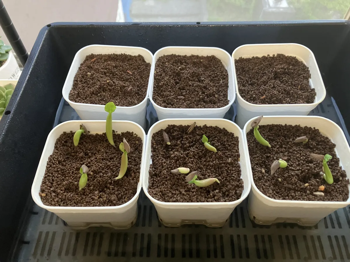 YLB Adenium arabicum Yak Lop Buri (アデニウム アラビカム)