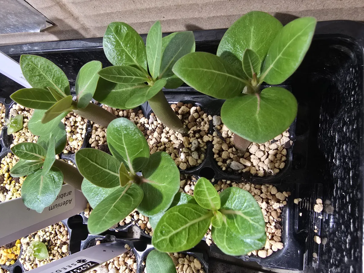Adenium arabicum  Black (アデニウム アラビカムブラック)