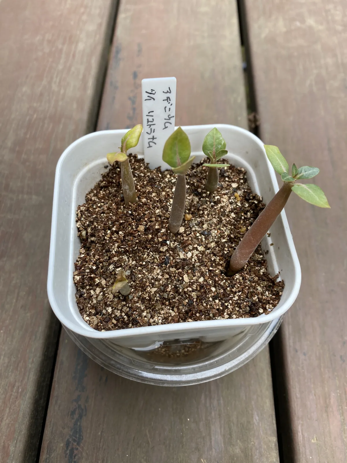 KHZ Adenium thai socotranum KHZ (アデニウム タイ ソコトラナム)