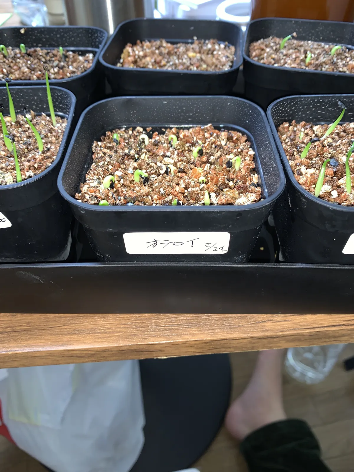 Agave oteroi Lot. (アガベ オテロイ)