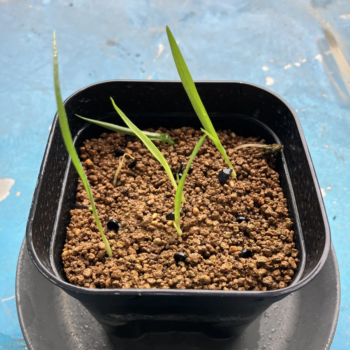 Yucca rostrata (ユッカ ロストラータ)
