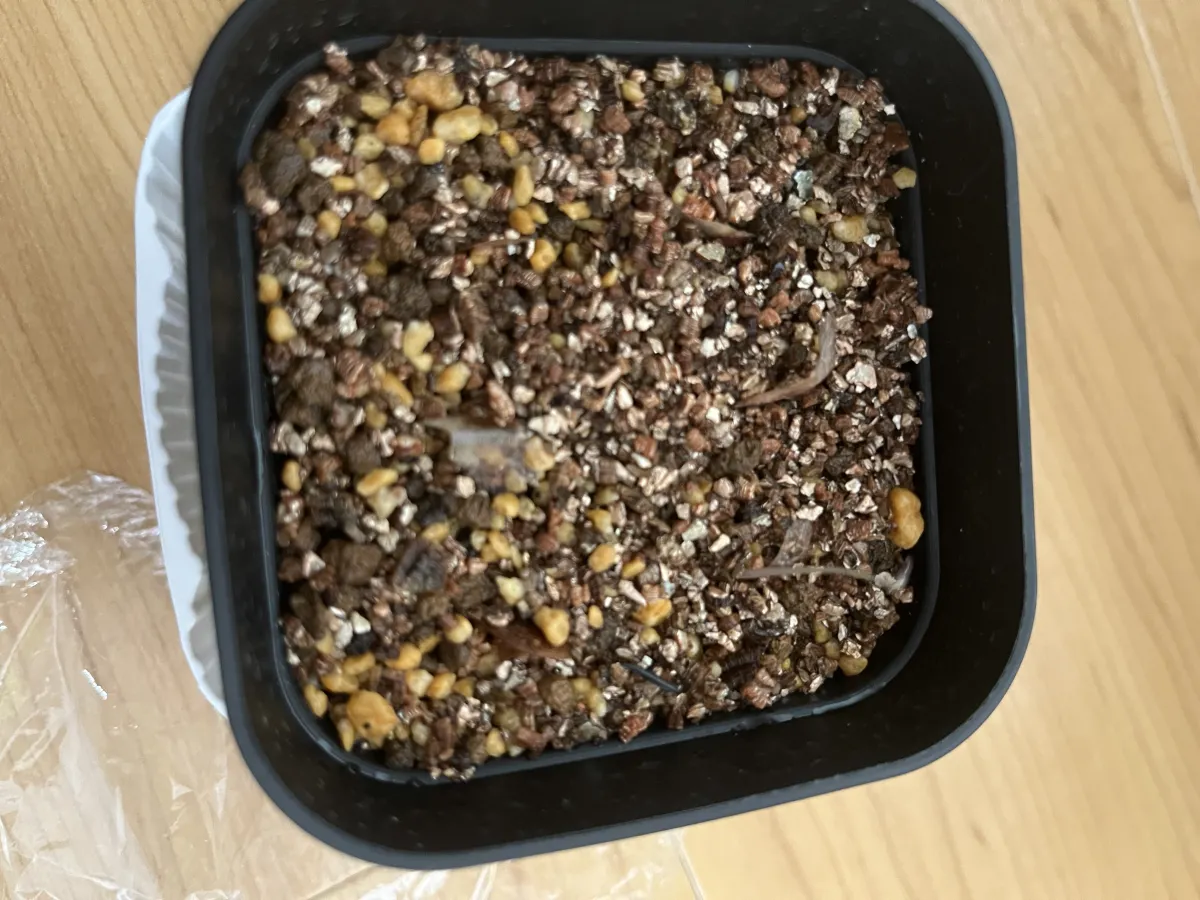 Dioscorea elephantipes Lot. (ディオスコレア エレファンティペス)
