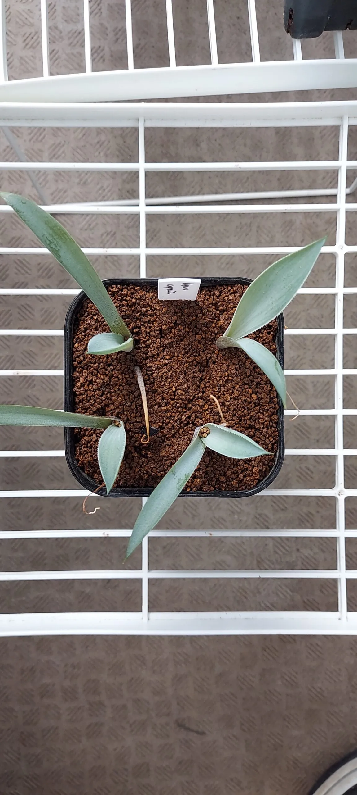 Agave cupreata (アガベ クプレアータ)