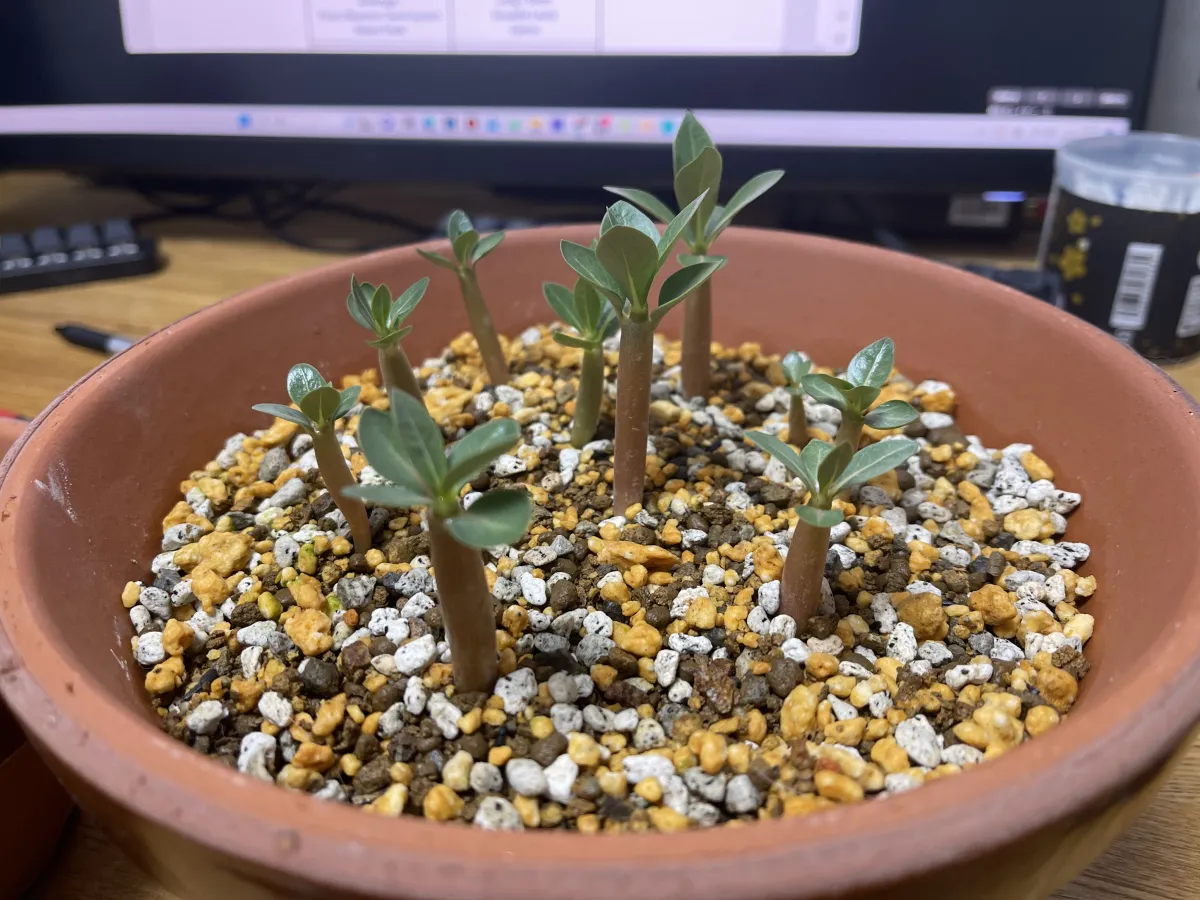 KHZ Adenium thai socotranum KHZ (アデニウム タイ ソコトラナム)