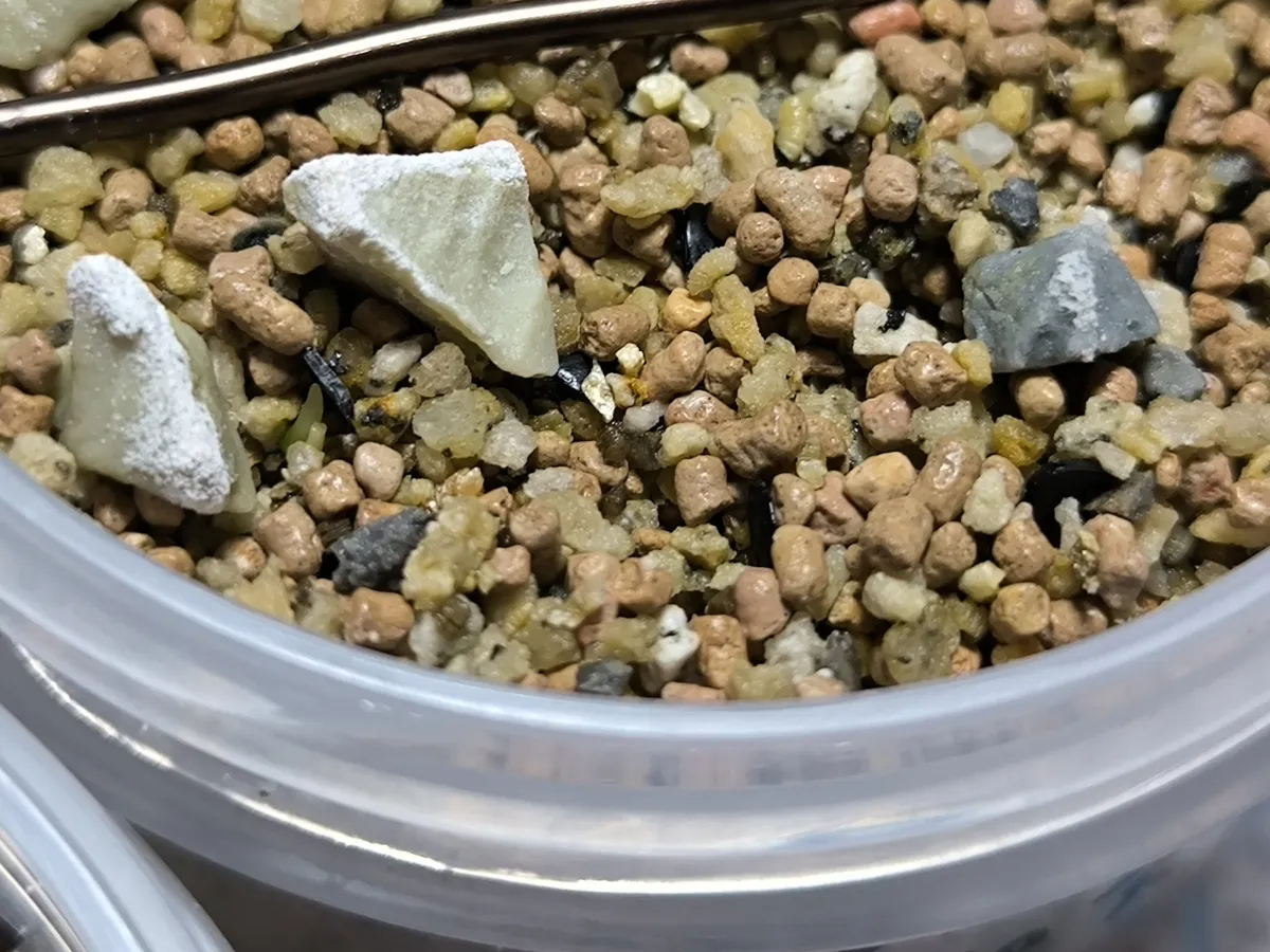 Agave ghiesbreghtii (アガベ パルプソーラム)